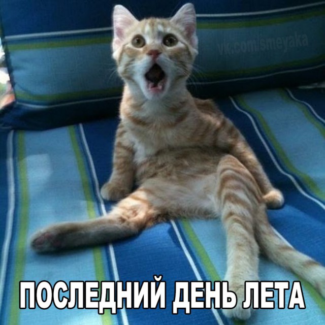 Картинки и приколы из сети