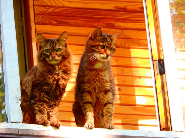 Котейки пост