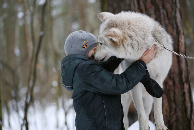 Снег. Лес. Волки. Фотоаппарат.
