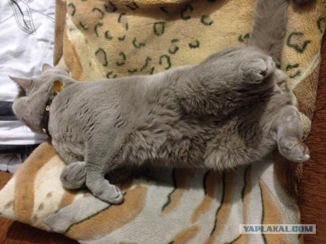 Котовторник 28.02.2017