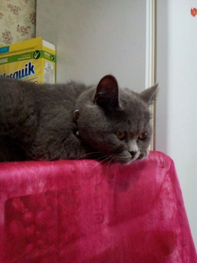 Коты и Кошки