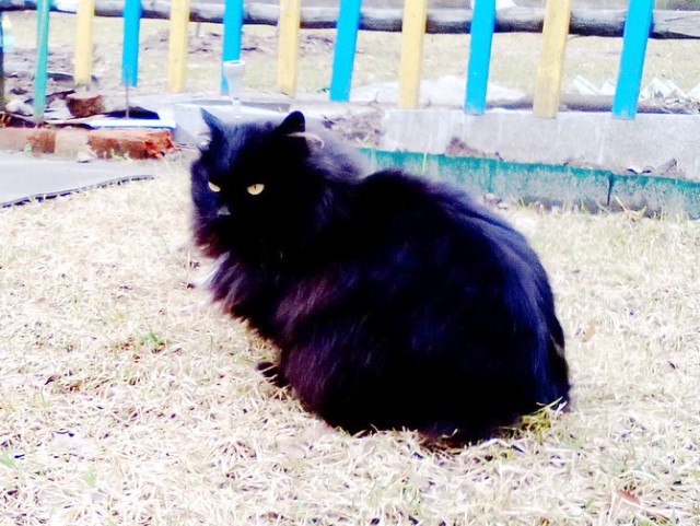 Котовторник 11/04/2017