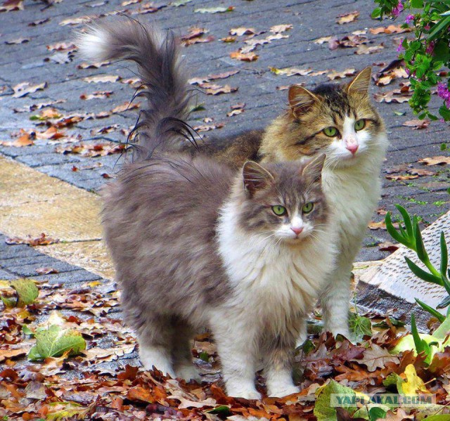 Котовторник 25.04.2017