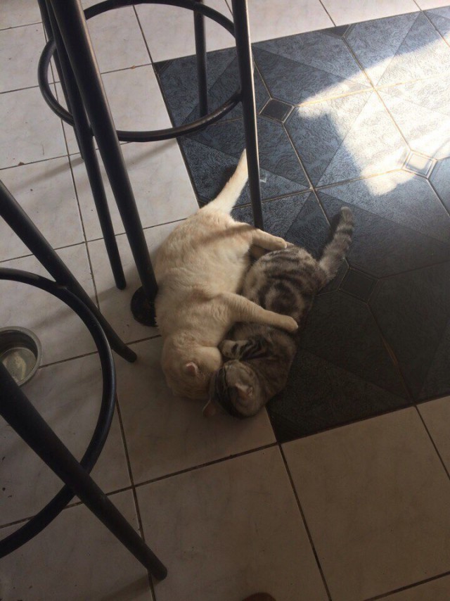Коты и Кошки