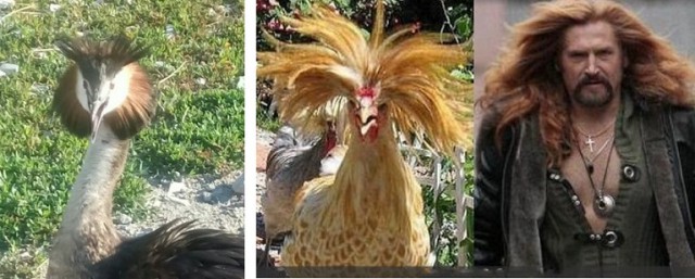 Птичка