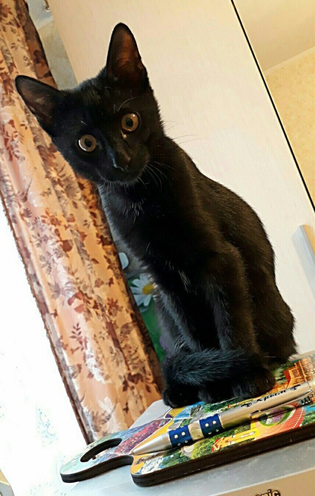 Коты и Кошки
