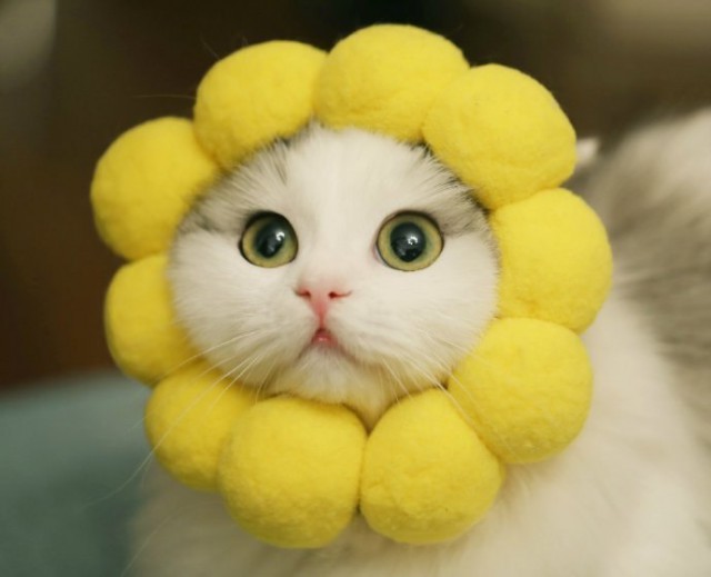 Коты и Кошки