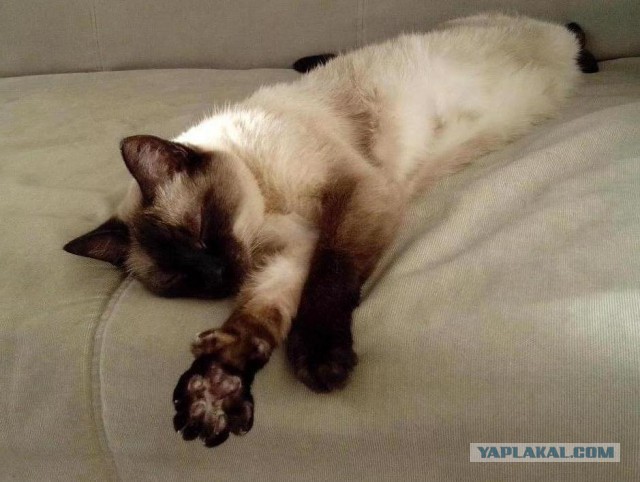Котовторник  05.12.2017