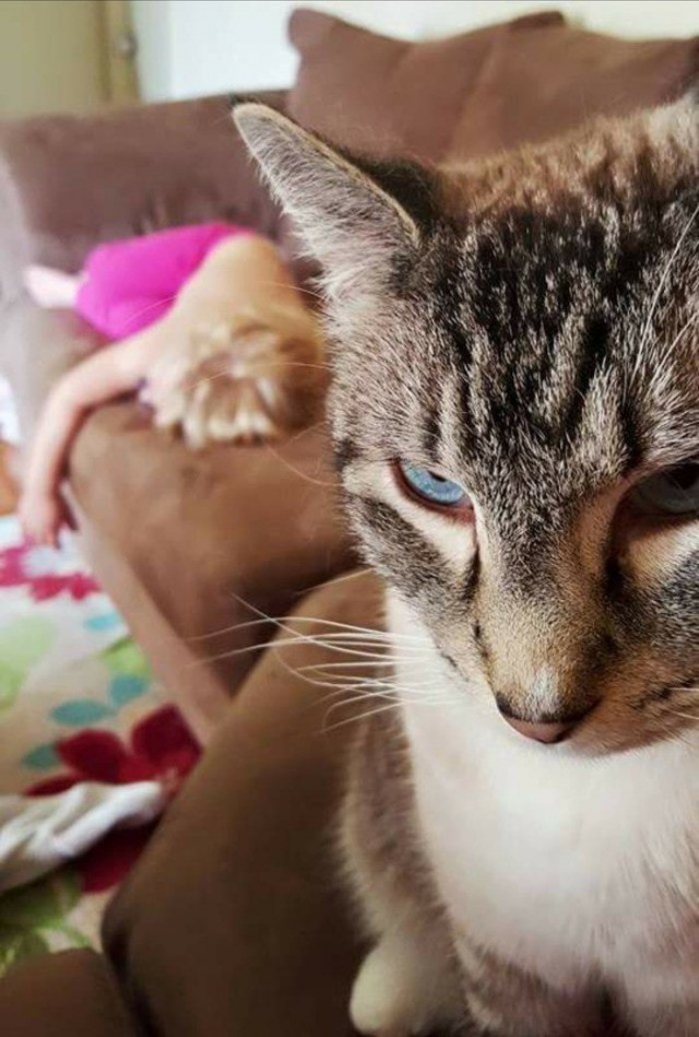 Прикольных котов пост