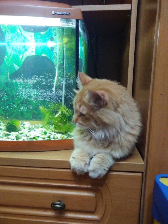 Предлагаю открыть котовторник 15.05 2018