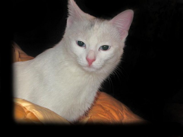 Прикольные коты на среду! ОЧЕНЬ МНОГО! Часть 2