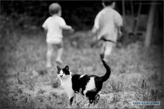 Котовторник (16.09.08)