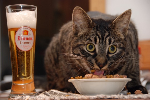 Котопятница: А кто не пьёт? Назови! ))