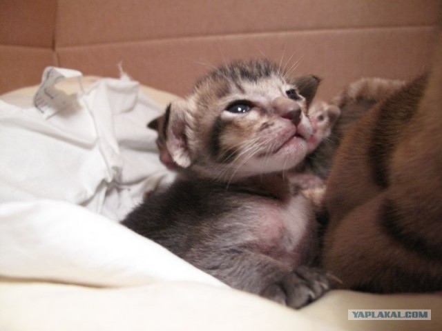 Котовторник!