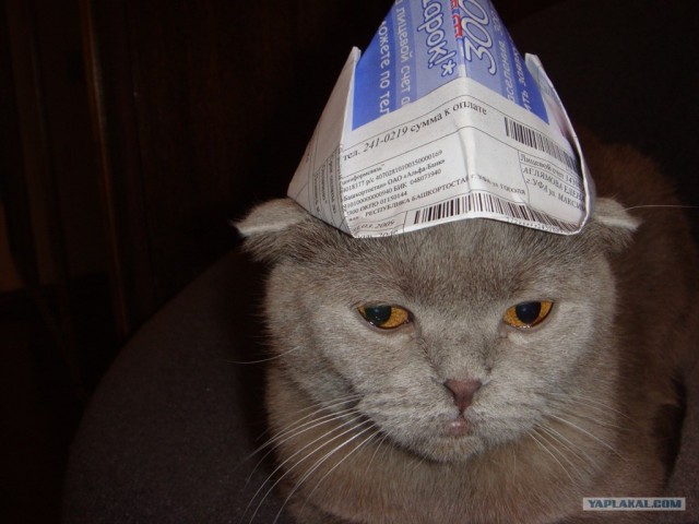Начинаем котовторник!