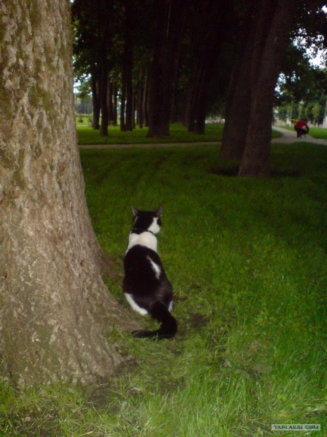 Котовторник с Кузей