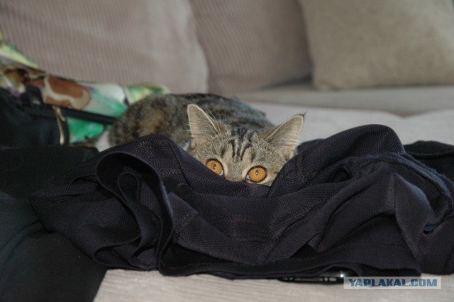 Котовторник в "КотоГетто"