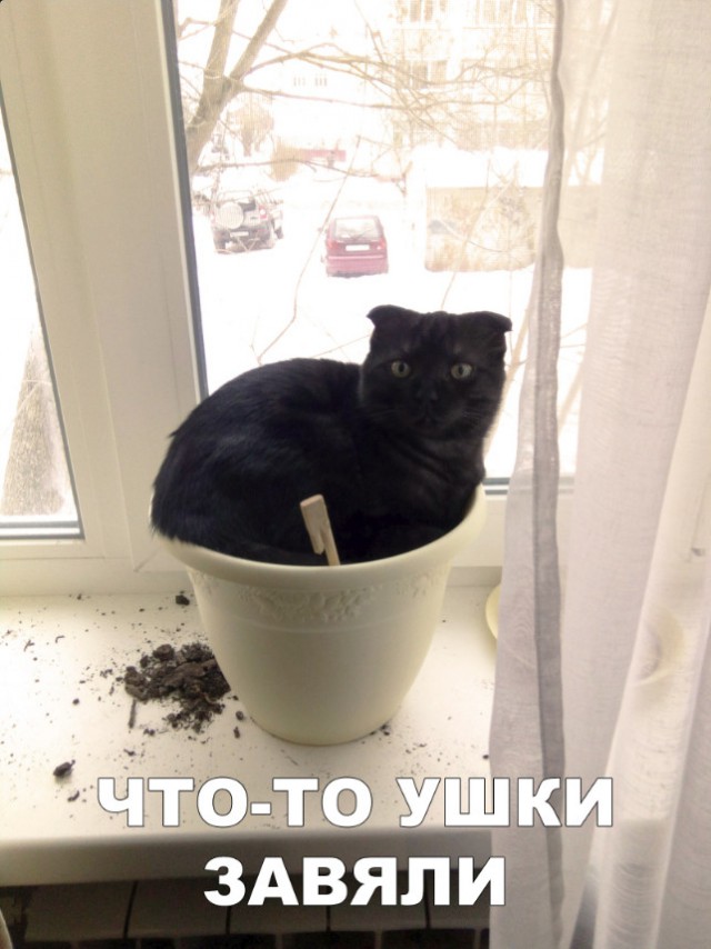 Немного милоты