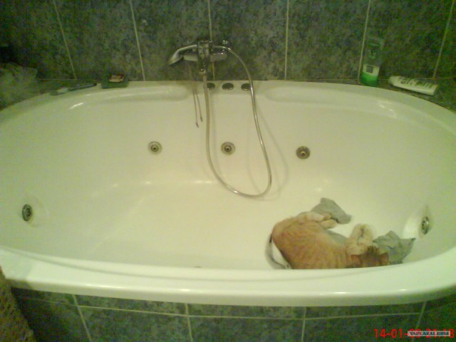 Котовторник 20.12.2011