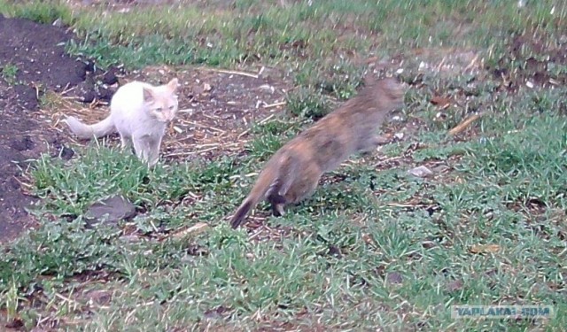 Котовторник 24.04.2012