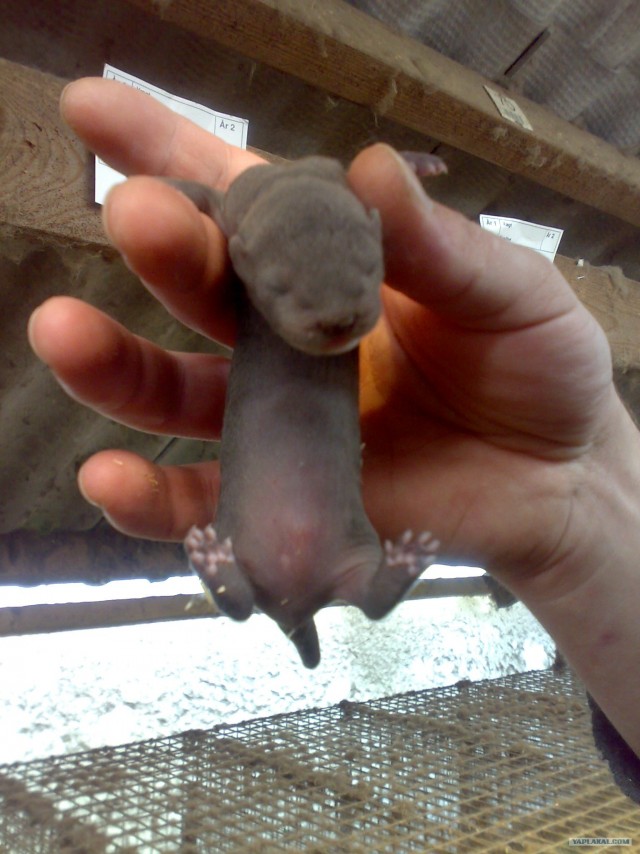 Сфотал  тут одну животинку...