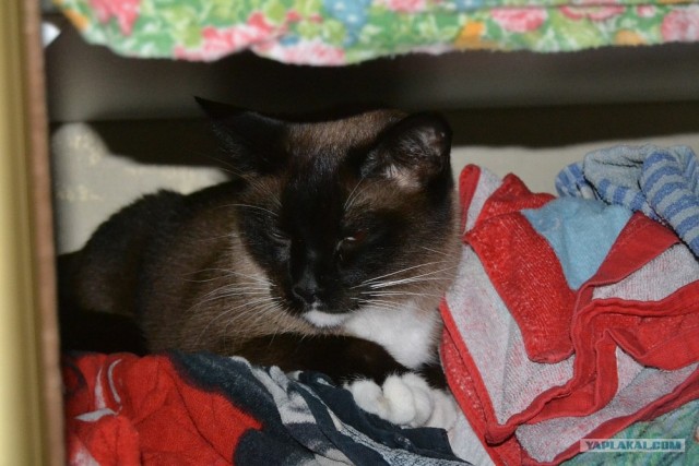 Котовторник 31.07.2012 г.
