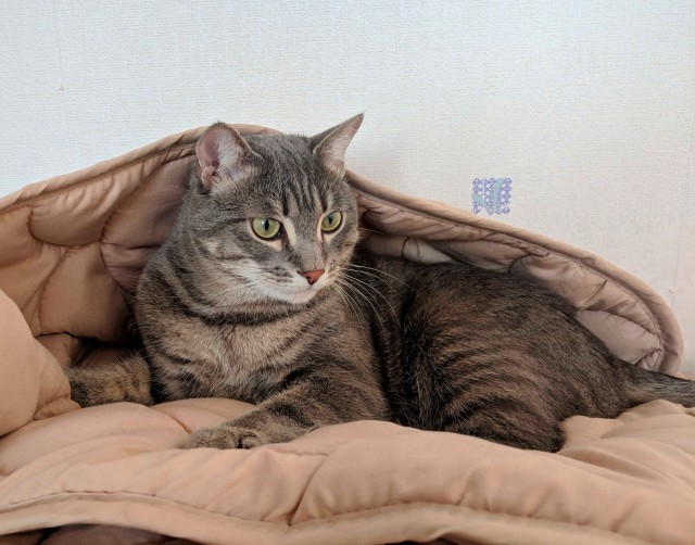 Котовторник 29.01.2019!