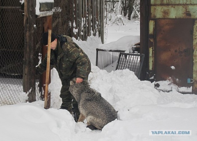 Шамович и волки