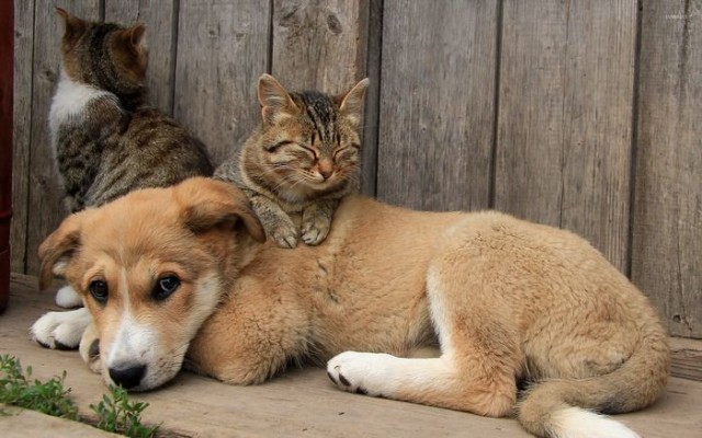 Уже не котовторник, но еще и не собакочетверг