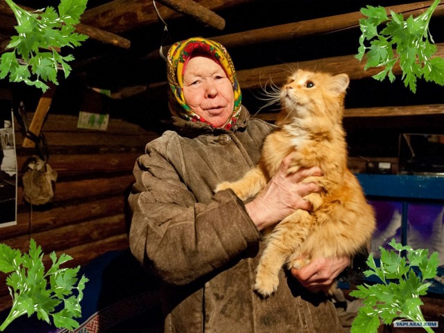 Успел спасти кота