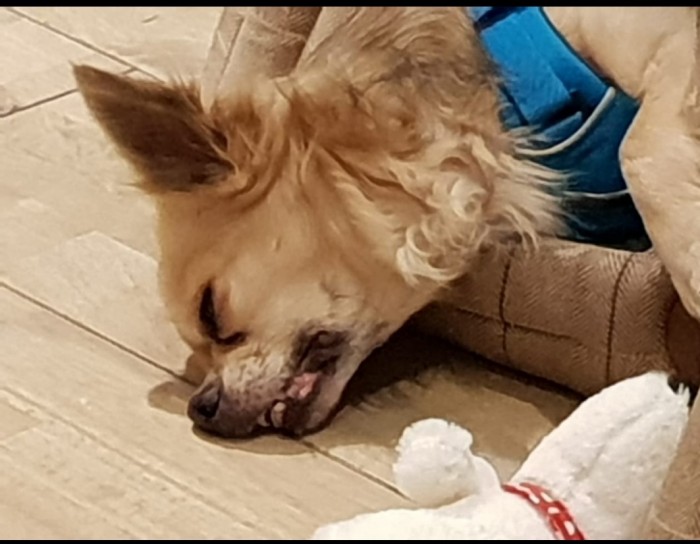 Мой домашний питомец