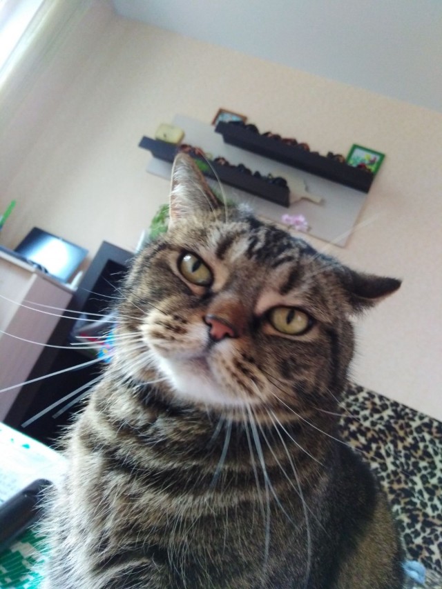 Котовторник от генерала мяу