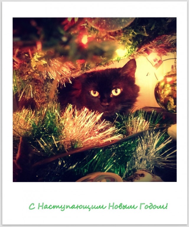 Котовторник *новогодний* 31/12/2019