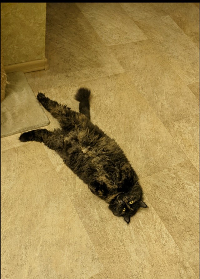 В завершение котовторника.