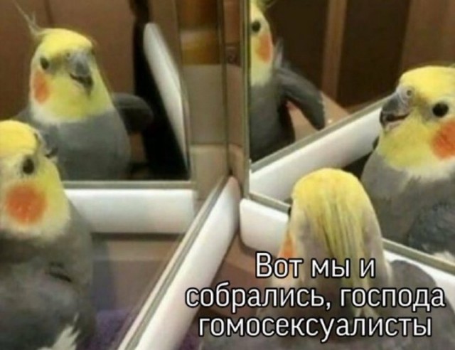 Кретинизмы из сети 03.02.21 Night Edition