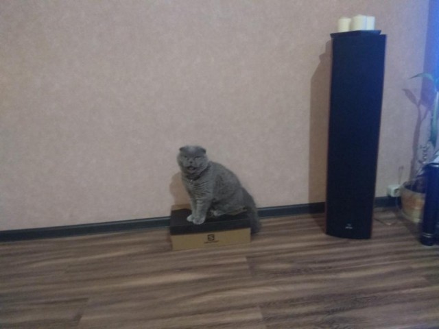 Хозяин в доме