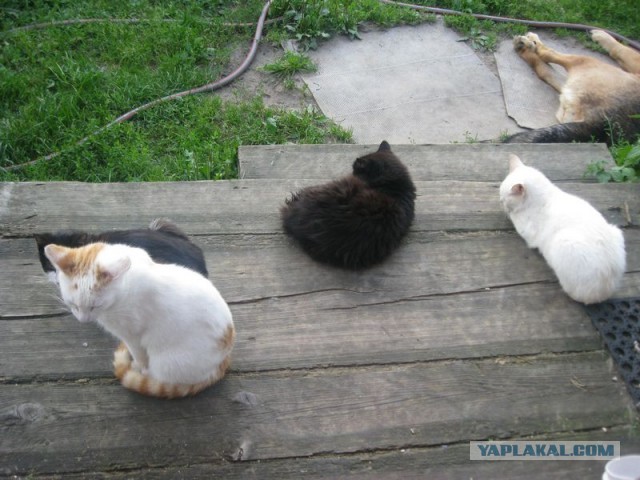 Жизнь домашнего приюта для котеек 356