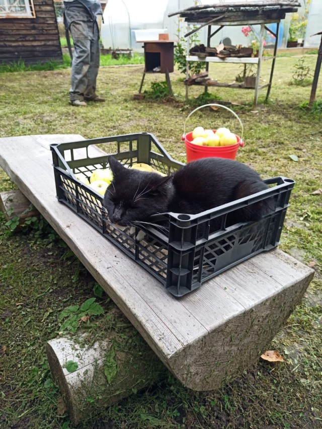 Котовторник 28.09.21