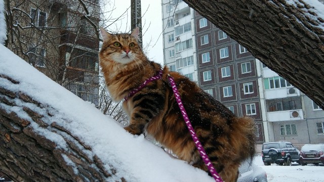 Последнее фото