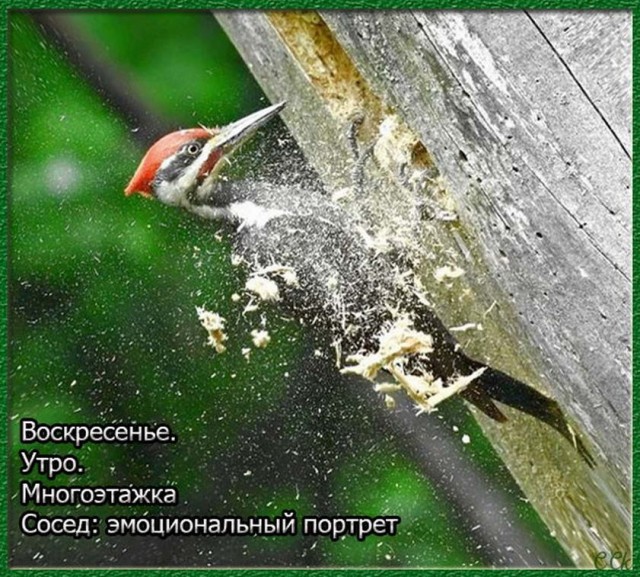 Картинки и мемы, всем прекрасных выходных