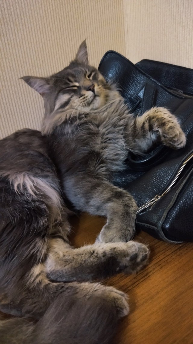 Кот Мейн-кун: царь домашних кошек!