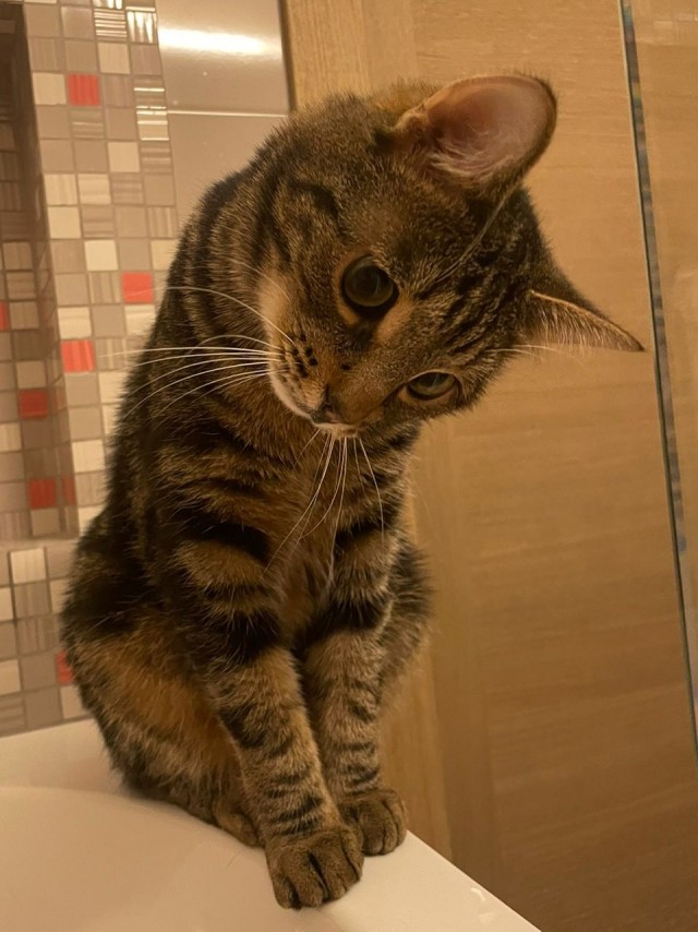 Котовторник 25.01.22