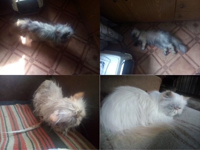 Мыть кота
