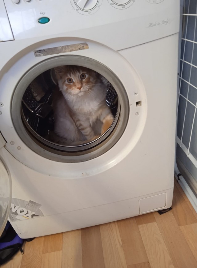Кошка