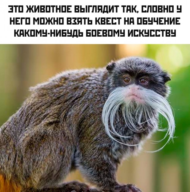 Весёлый полтишок 08.07.22
