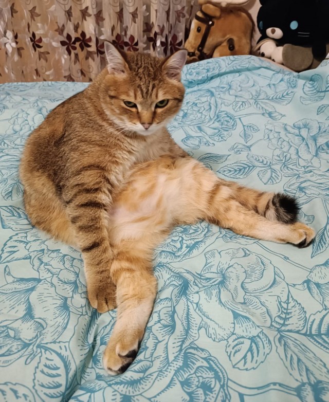 Котовторник 1.11.22