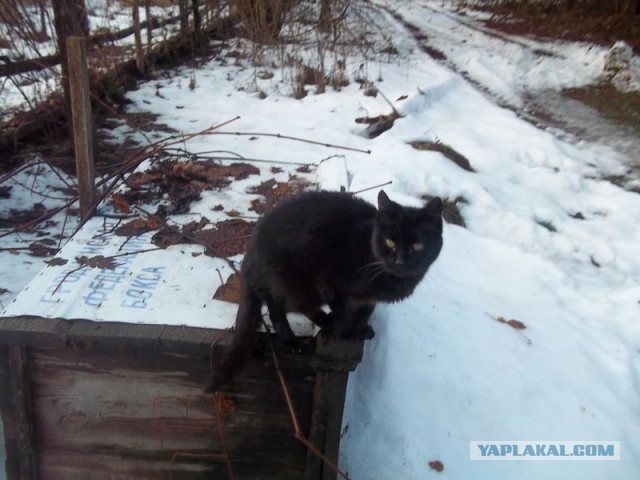Жизнь домашнего приюта для котеек 427
