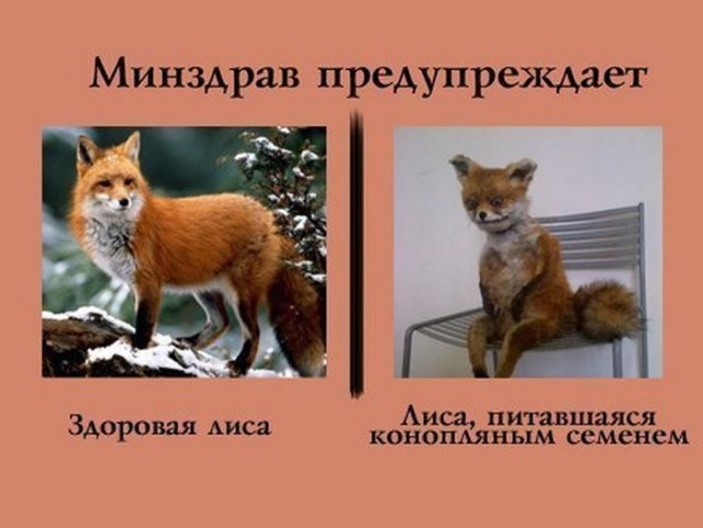 Маразм крепчал