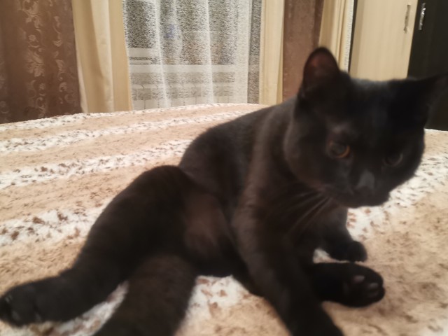 Коточетверг!