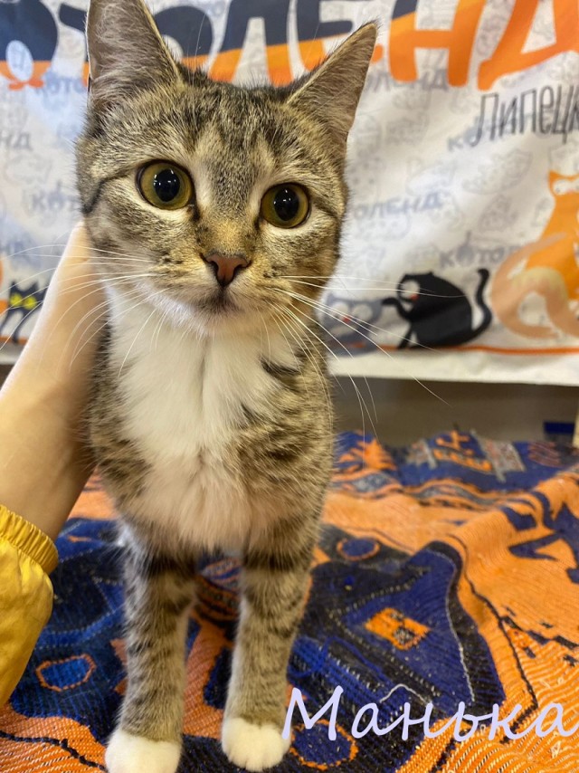 Жизнь домашнего приюта "Котоленд" 375